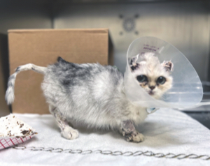 4-month-old Dollie, shortly after she came to the MSPCA-Angell in November 2022 for treatment