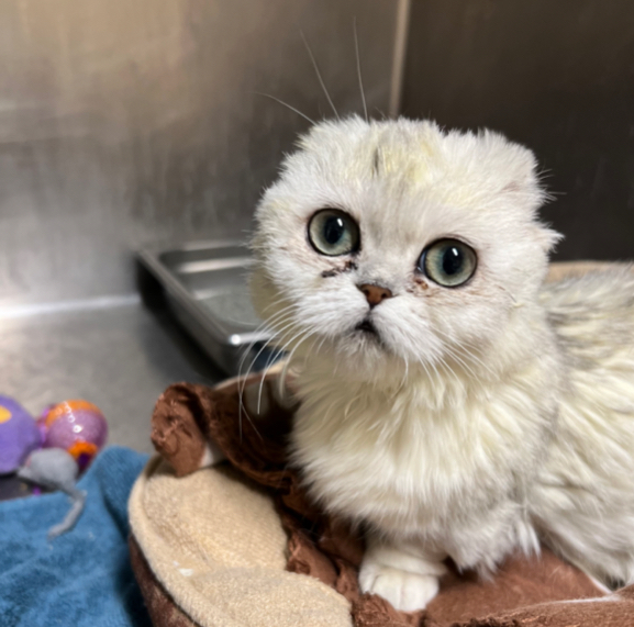 Dollie, now Mochi, is fully healed and adopted by a new loving family