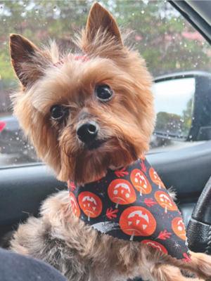 yorkie with halloween themed bandana
