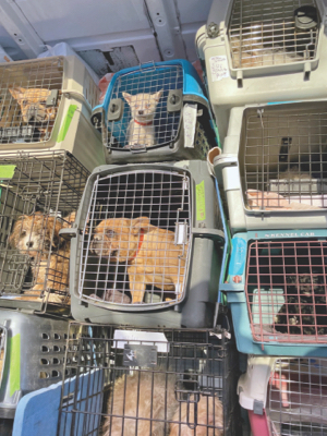 dogs in cages