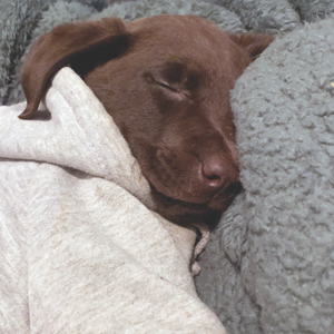 Valentina is all snuggled up and recovering at home with her new family