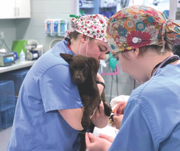 two vets caring for chocolate lab puppy