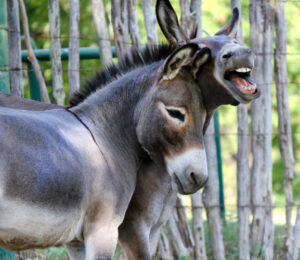35-animals-rescued-from-deplorable-conditions-on-ludlow-farm