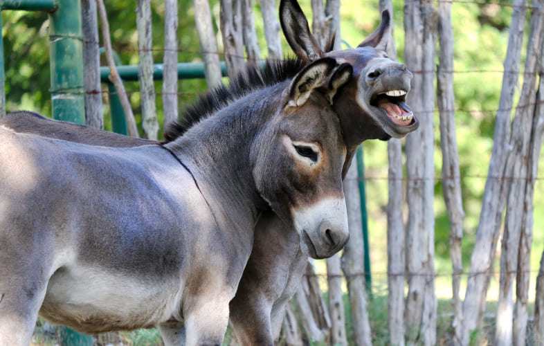 597135 Animals Rescued from Deplorable Conditions on Ludlow Farm