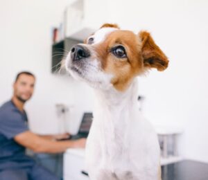 mspca-angell-west-opens-its-doors-in-waltham