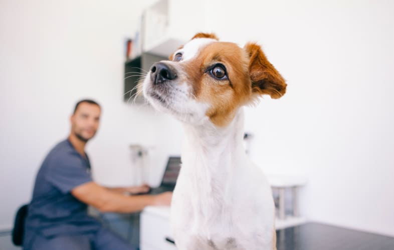 3676MSPCA-Angell West Opens its Doors in Waltham