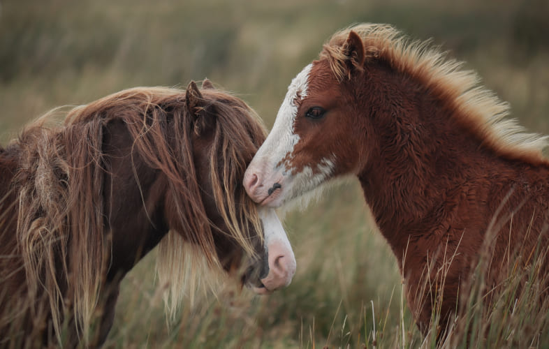 5890Animals Rescued from Deplorable Conditions on Ludlow Farm Find New Homes
