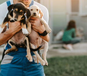 nearly-200-animals-rescued-from-lynnfield-hoarding-house
