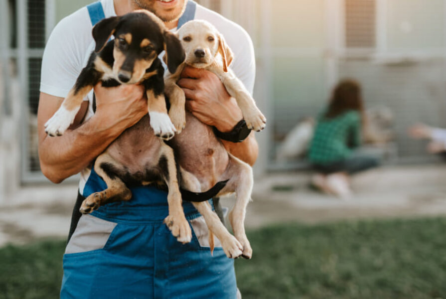 nearly-200-animals-rescued-from-lynnfield-hoarding-house