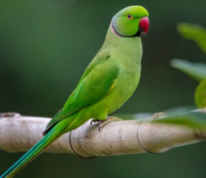 parakeet-sucked-into-vacuum-cleaner-recovers-after-emergency-surgery
