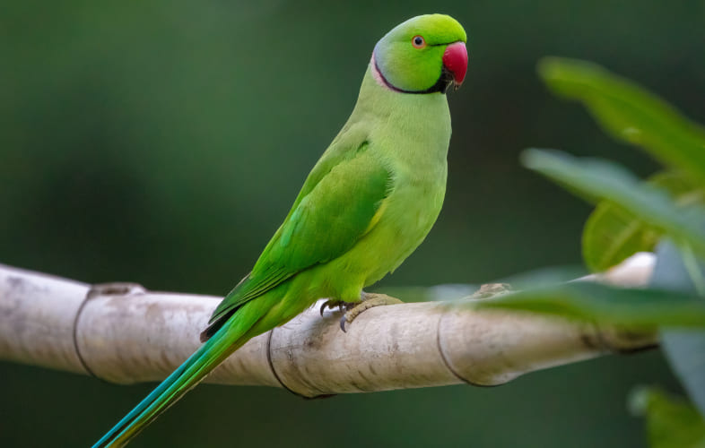 5999Parakeet Sucked into Vacuum Cleaner Recovers after Emergency Surgery