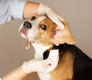 mspca-angell-west-launches-dermatology-service