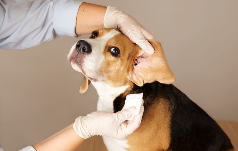 5990MSPCA-Angell West Launches Dermatology Service