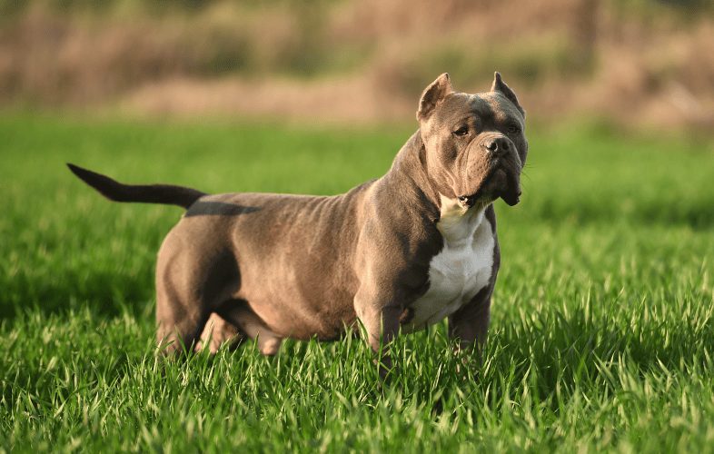 3535MSPCA-Angell Secures Conviction in Felony Animal Cruelty Case