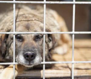 severely-matted-neglected-dogs-recovering-at-mspca-nevins-farm