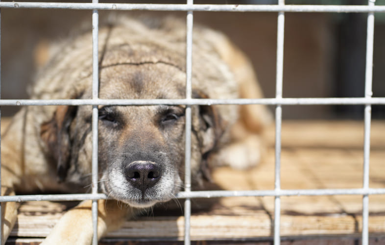 3655Severely Matted, Neglected Dogs Recovering at MSPCA-Nevins Farm