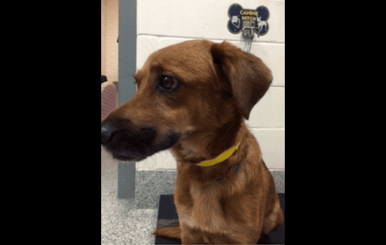 1850Beloved Dog Kicked by Horse and Critically Injured