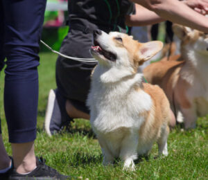 mspca-centerville-is-ready-set-go-for-the-2014-furry-affair