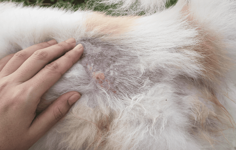 3423Dog Recovering from Serious Skin Disease Caused by Infection
