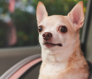 hit-by-a-car-and-critically-injured-homeless-chihuahua-gets-second-chance