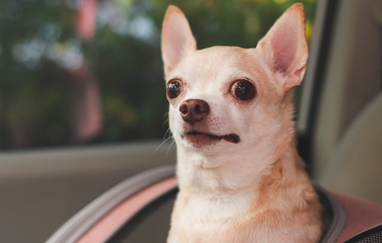 6212Hit by a Car and Critically Injured, Homeless Chihuahua gets Second Chance