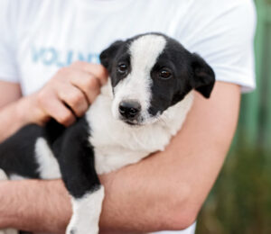 mspca-cape-cod-unveils-plans-for-new-animal-shelter-in-centerville