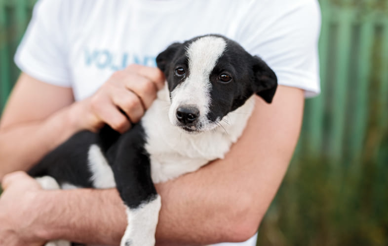 4919MSPCA-Cape Cod Unveils Plans for New Animal Shelter in Centerville