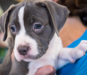 mspca-nevins-farm-celebrates-tenth-anniversary-of-the-noble-family-animal-care-adoption-center