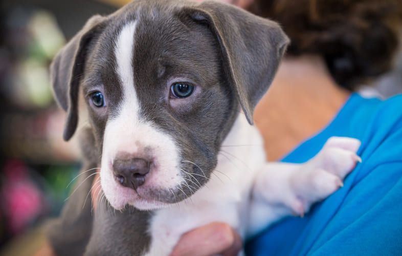 3611MSPCA-Nevins Farm Celebrates Tenth Anniversary of the Noble Family Animal Care & Adoption Center