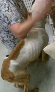 Before: an emaciated Pebbles is examed by the veterinarian (credit: MSPCA-Angell)