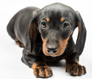 handicapped-big-hearted-dachshund-puppy-still-needs-a-home