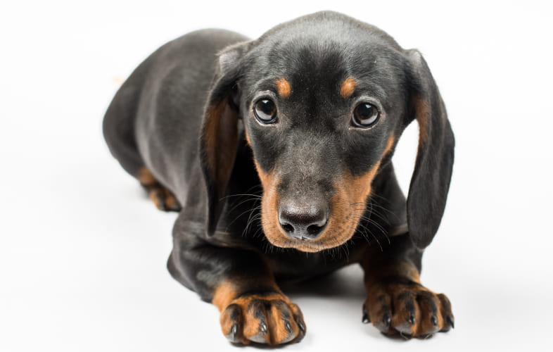6210Handicapped “Big-Hearted” Dachshund Puppy Still Needs a Home