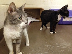 The first of the Lynnfield cats get ready for new lives in permanent homes (credit: MSPCA-Angell)
