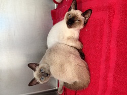 Two gorgeous Siamese cats, with four young kittens, arrived along with the Shih Tzus (credit: MSPCA-Angell)