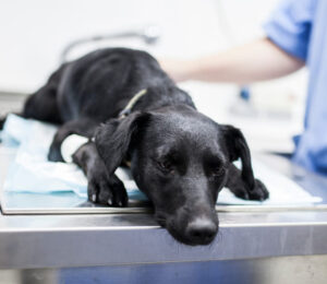 angell-animal-medical-center-issues-canine-flu-warning