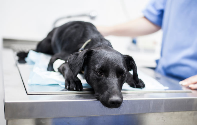 3692Angell Animal Medical Center Issues Canine Flu Warning