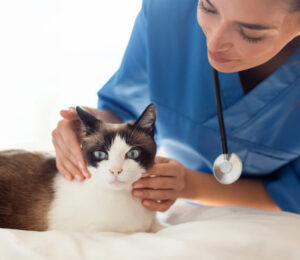 cat-recovering-from-serious-skin-disease-caused-by-mystery-infection