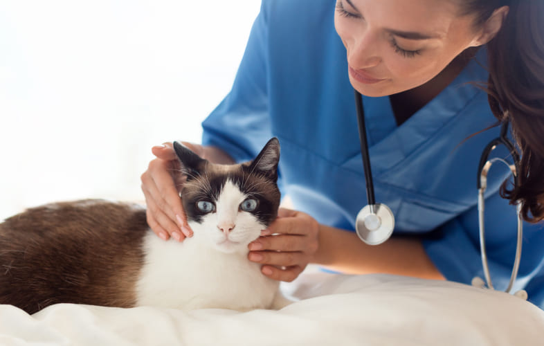 3631Cat Recovering from Serious Skin Disease Caused by Mystery Infection
