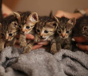 scotties-facial-tissues-sponsors-free-kitten-cat-adoptions-on-saturday-june-13