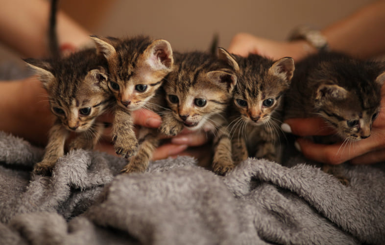 6225Scotties Facial Tissues Sponsors Free Kitten & Cat Adoptions on Saturday June 13