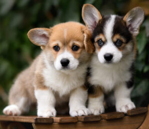 the-mspca-angell-animal-planet-and-the-aspca-team-up-to-score-free-pet-adoptions-on-road-to-puppy-bowl