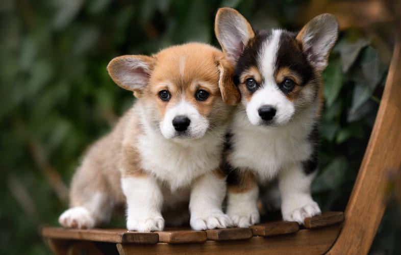 3621The MSPCA-Angell, Animal Planet and the ASPCA Team up to Score Free Pet Adoptions on Road to Puppy Bowl