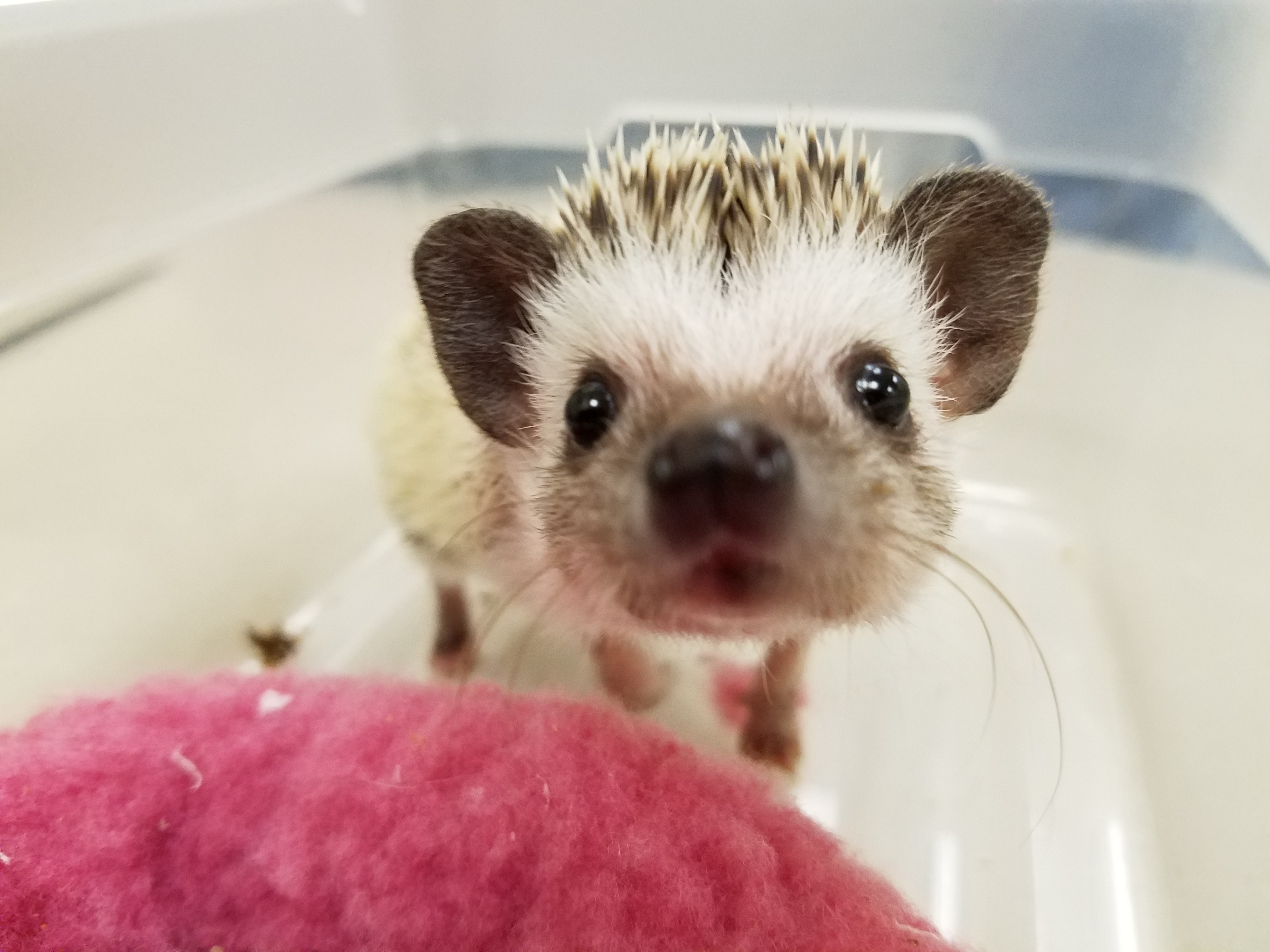 Avian and Exotic Medicine • MSPCA-Angell