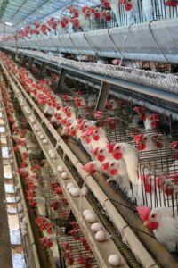 Farmed Animal Welfare: Chickens • MSPCA-Angell
