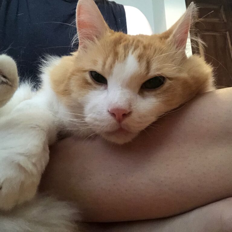 Chronic Gastrointestinal Disease in Cats • MSPCAAngell