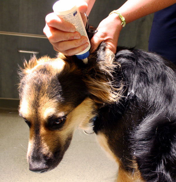 How to Clean Your Dog's Ears - MSPCA-Angell