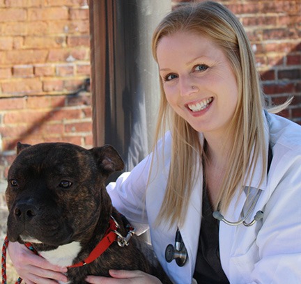 What is the Fear Free concept in Veterinary Medicine? • MSPCA-Angell