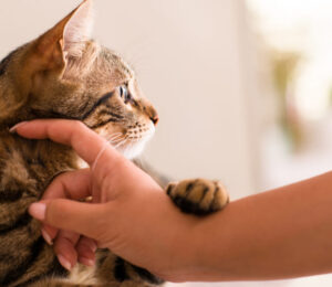 mspca-angell-waives-adult-cat-adoption-fees-during-adoptathon