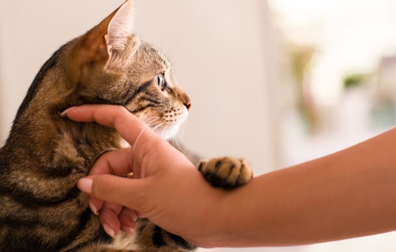 3674MSPCA-Angell Waives Adult Cat Adoption Fees During Adoptathon