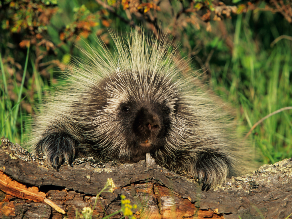 About Porcupines • MSPCA-Angell